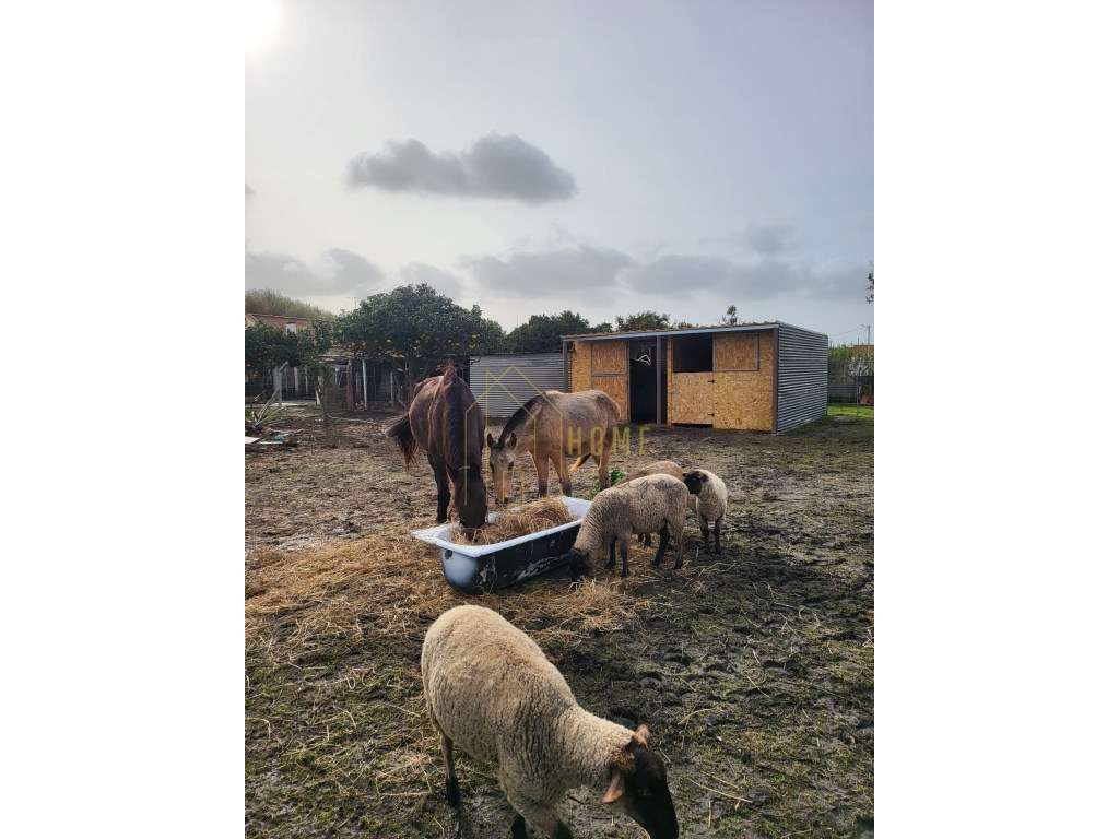 Excelente Quinta Bi familiar ou de Investimento-39