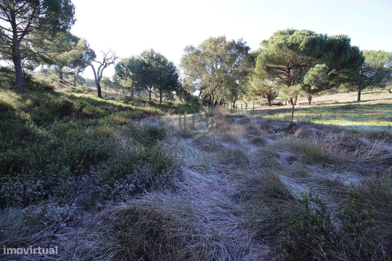 Terreno Rústico  Venda em Mora,Mora - Grande imagem: 2/16