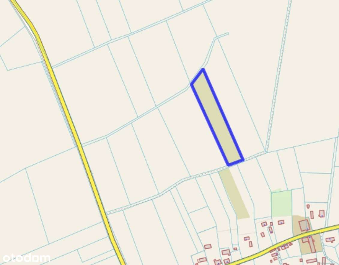 Działka rolna z plantacją jodły Krzemieniewo gmina  Czarne - Pełny obrazek: 4/5