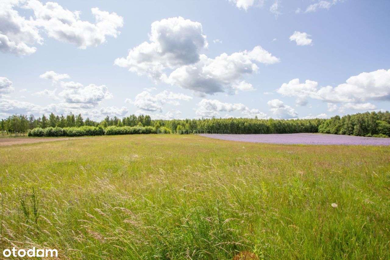 Działki nad Jeziorem Pile - Pełny obrazek: 5/6