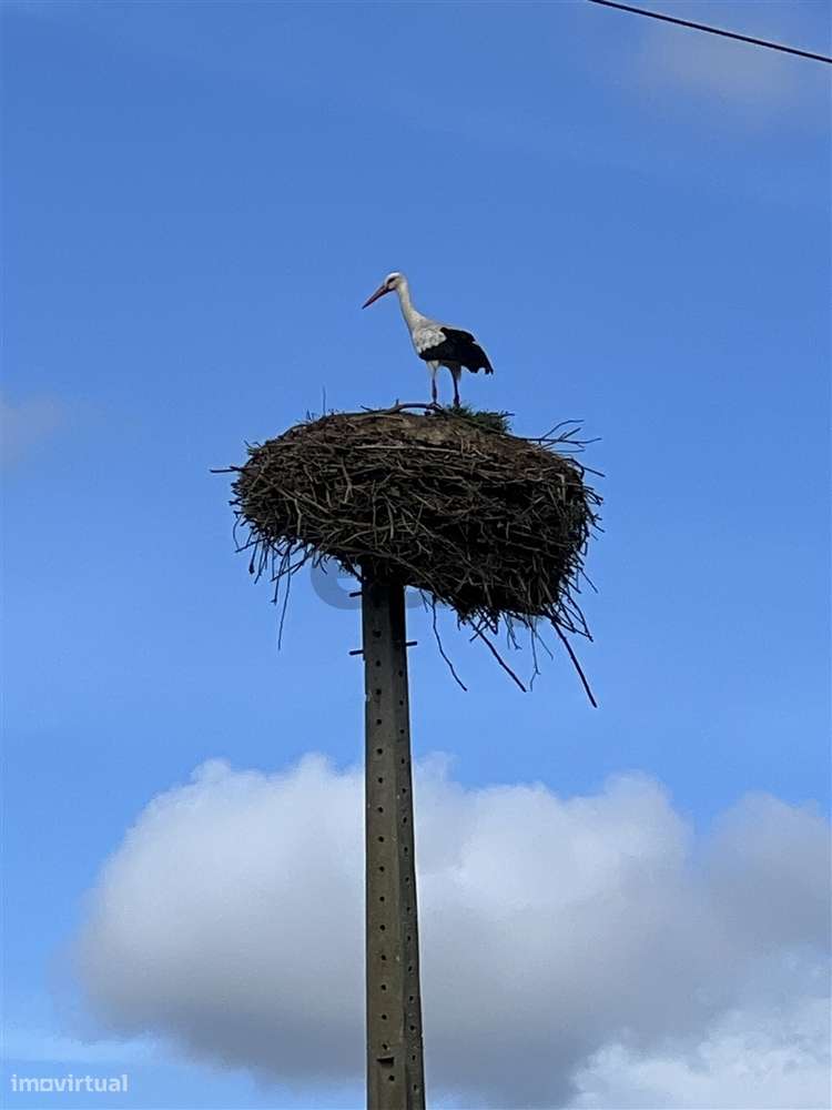 Terreno Para Construção  Venda em Biscainho,Coruche-10