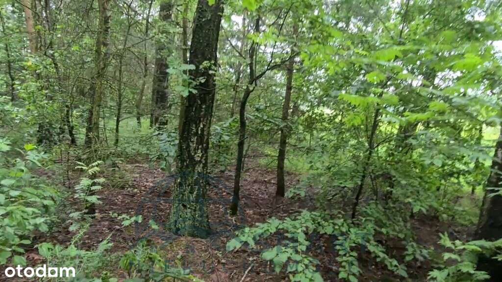 Urocza działka za miastem, Tuszyn, Wodzin-8