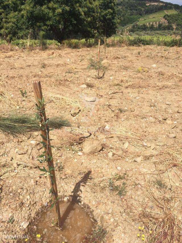 Terreno Rustico Povoa De Penela - Grande imagem: 2/12