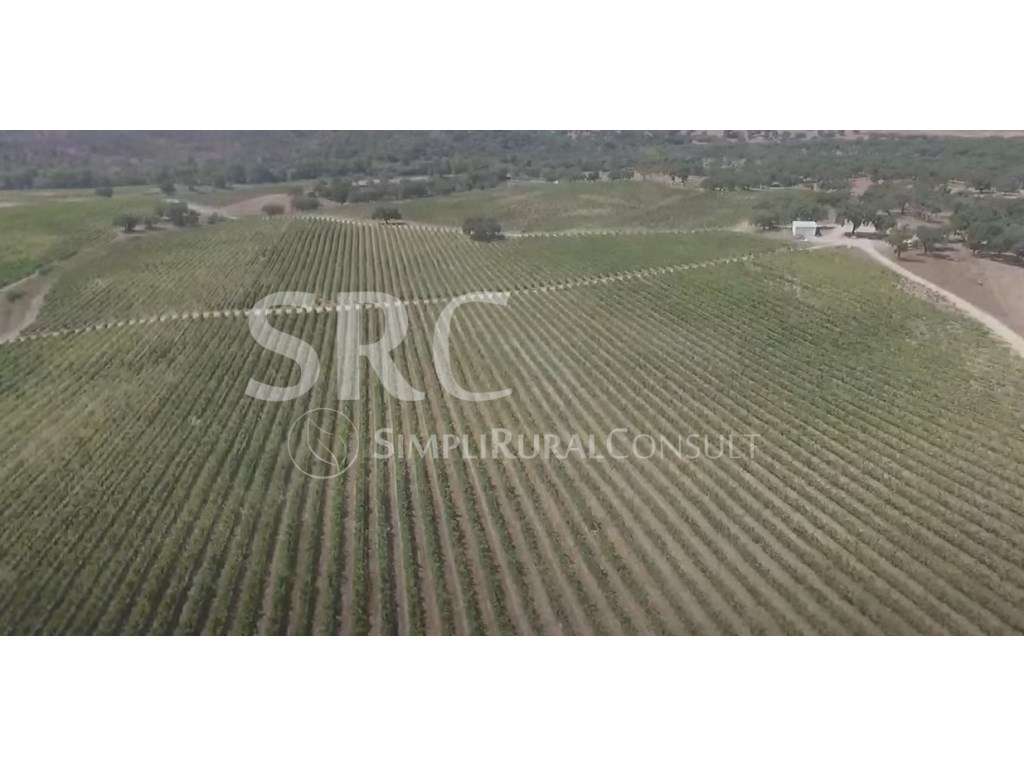 Herdade Mista Vendas Novas-5