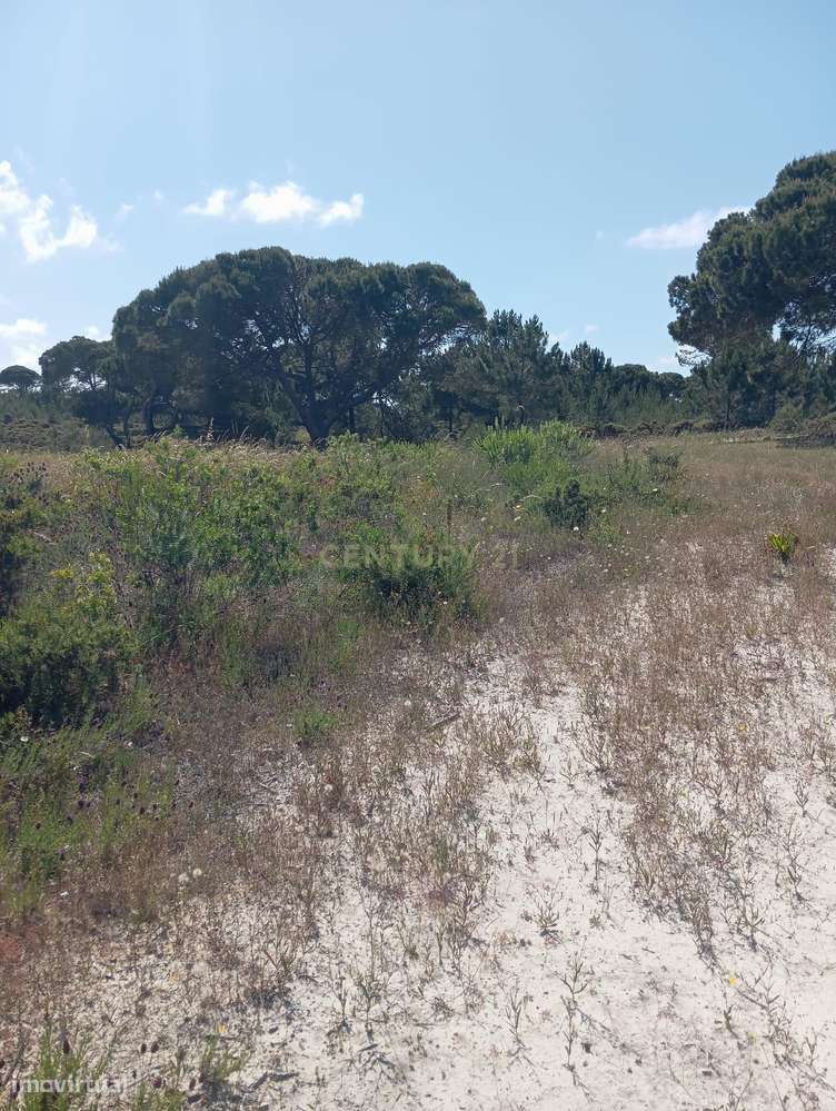 Terreno Rústico perto do Meco - Grande imagem: 5/7