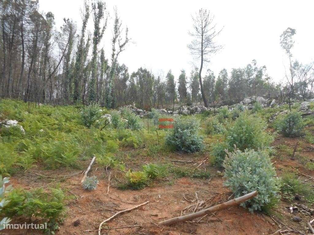 Terreno - Grande imagem: 2/16