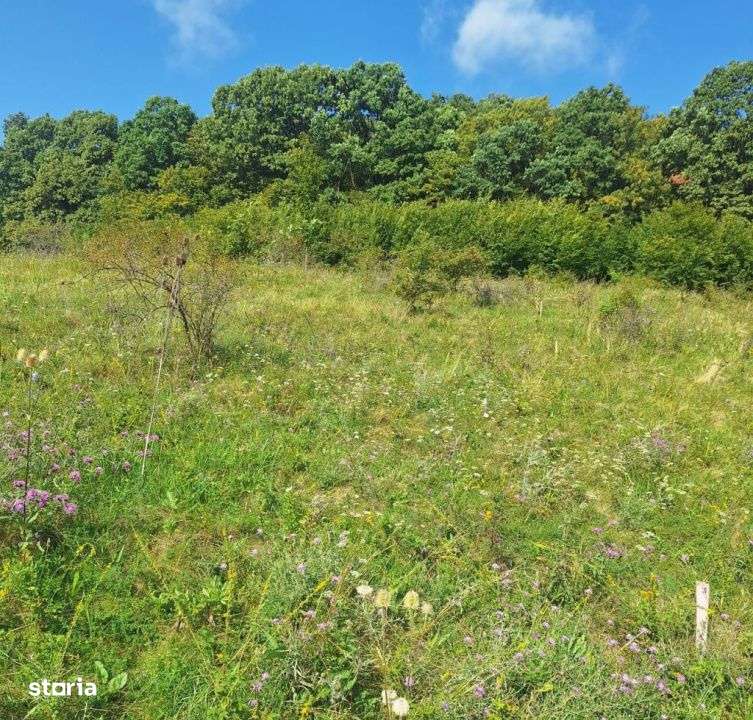 Teren in Chinteni langa padure 1425mp front 70ml - Imagine principală: 4/6