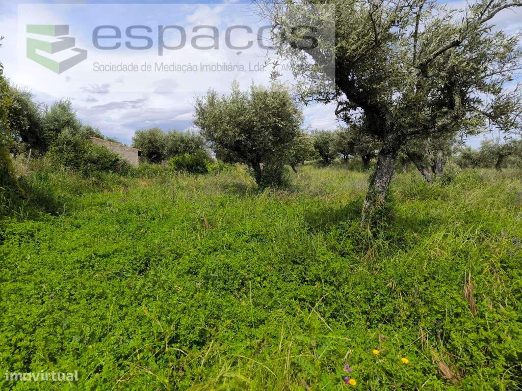 Terreno com 3 poços e construção rural - Lardosa - Grande imagem: 5/12