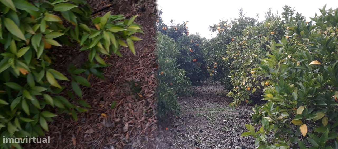 Quinta  em Beringel-43