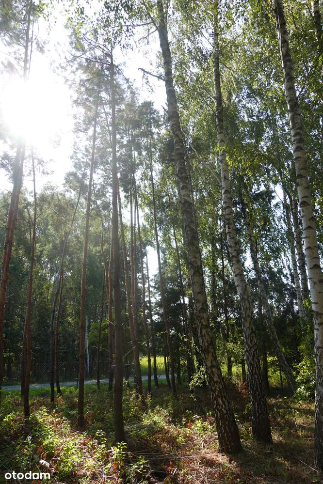 Piękna, zalesiona dzialka budowlana, Stare Babice, 709 m2 - Pełny obrazek: 2/8