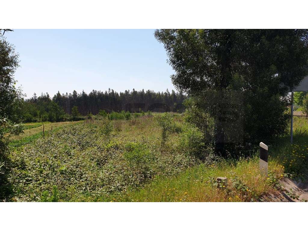 Terreno para construção de Pavilhão / Industria Albergaria-a-Velha - Grande imagem: 5/9