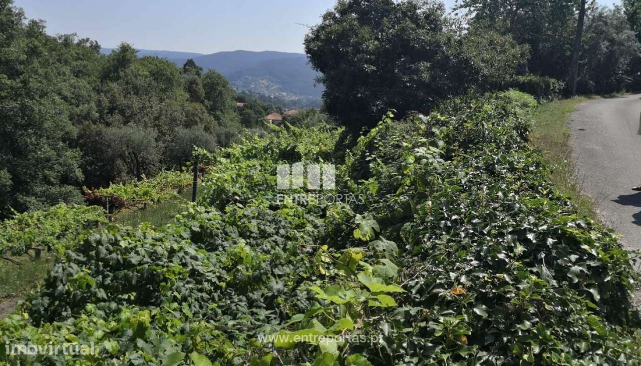 Venda de Terreno, Carvoeiro, Viana do Castelo. - Grande imagem: 5/33
