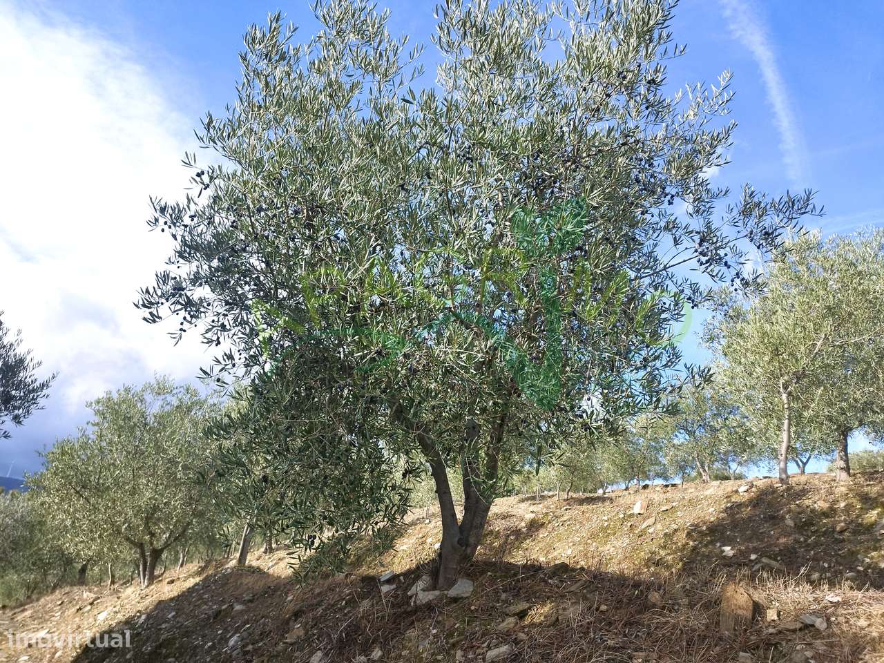 Olivais em Valongo dos Azeites, S.J. da Pesqueira-10