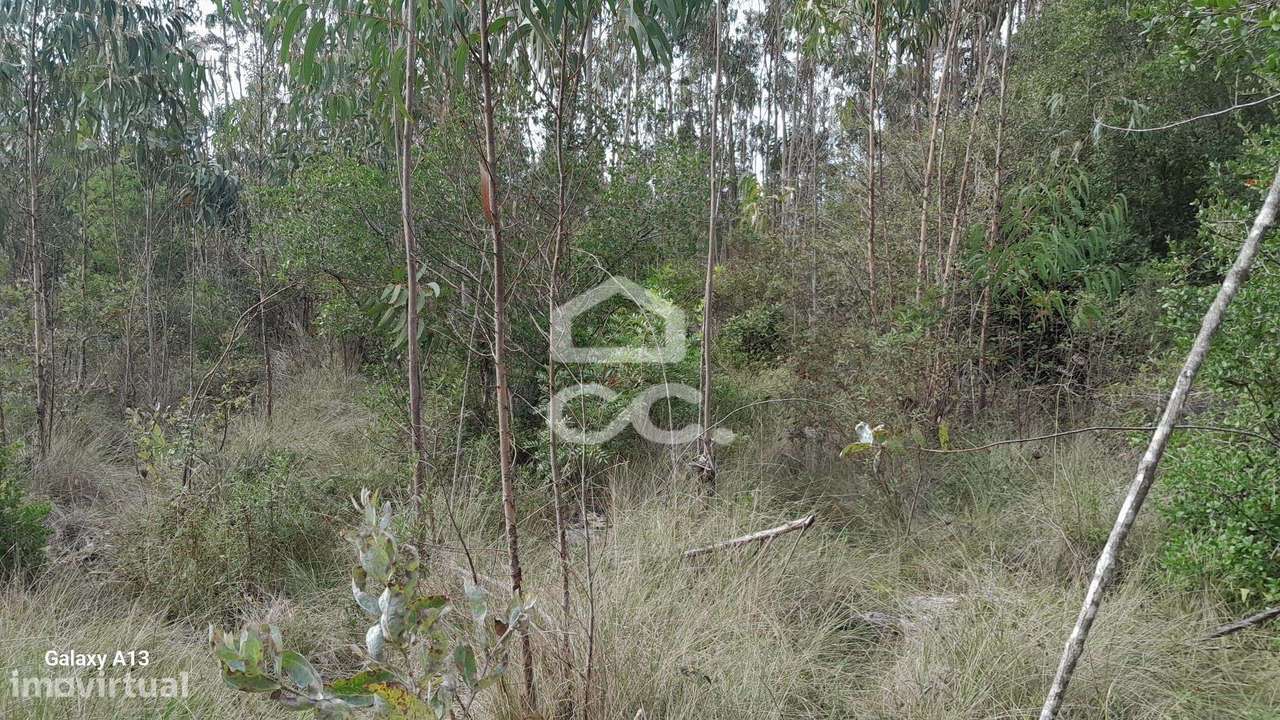 Oportunidade Imperdível: Terreno com Eucaliptos em Cesaredas! - Grande imagem: 4/11