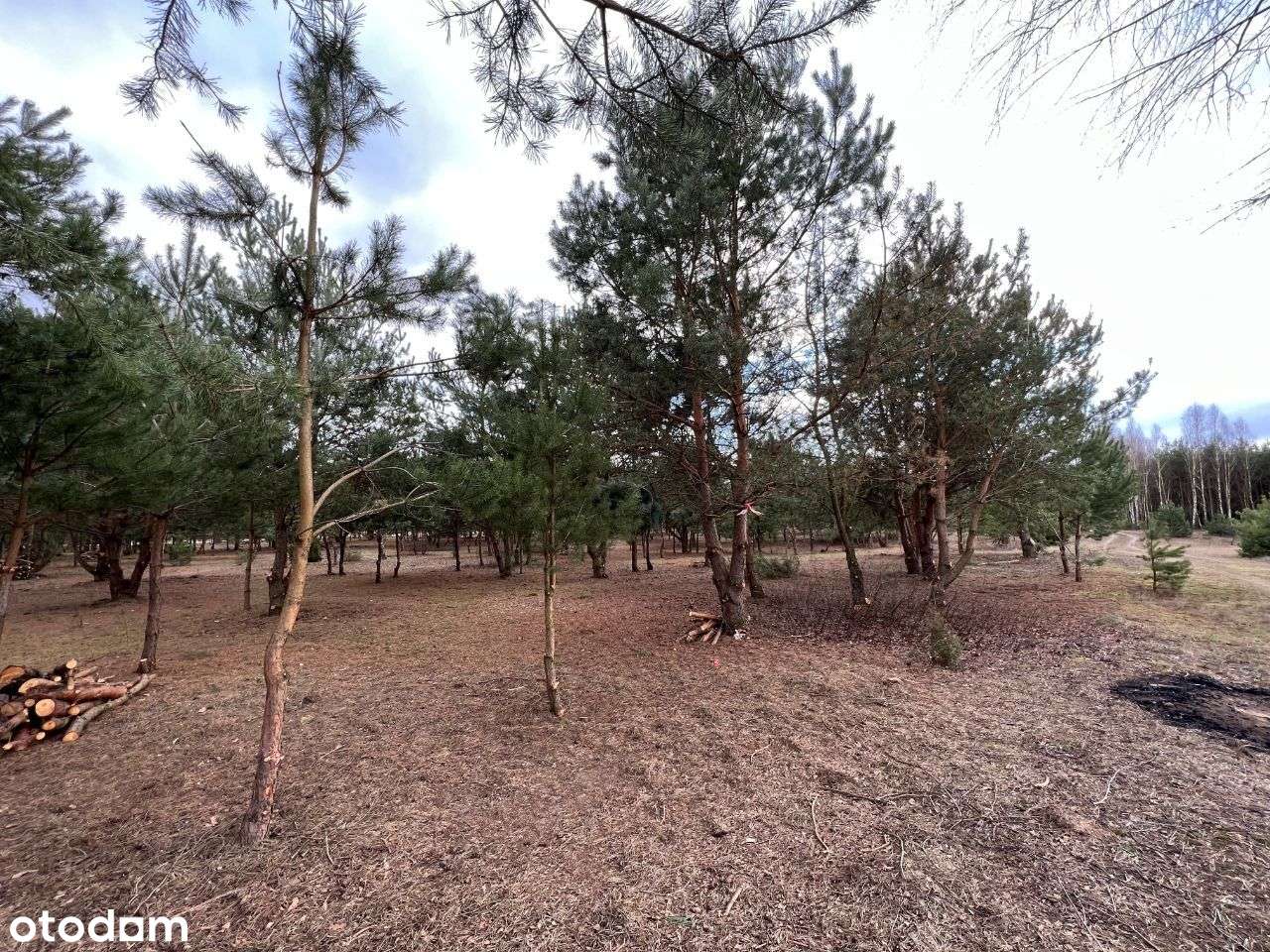 Działki budowlane pośród jezior i lasów - Pełny obrazek: 3/11