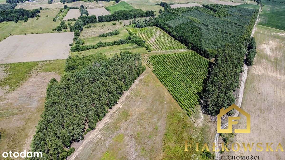 Działka rolna z istniejącą winnicą - Łaz-5