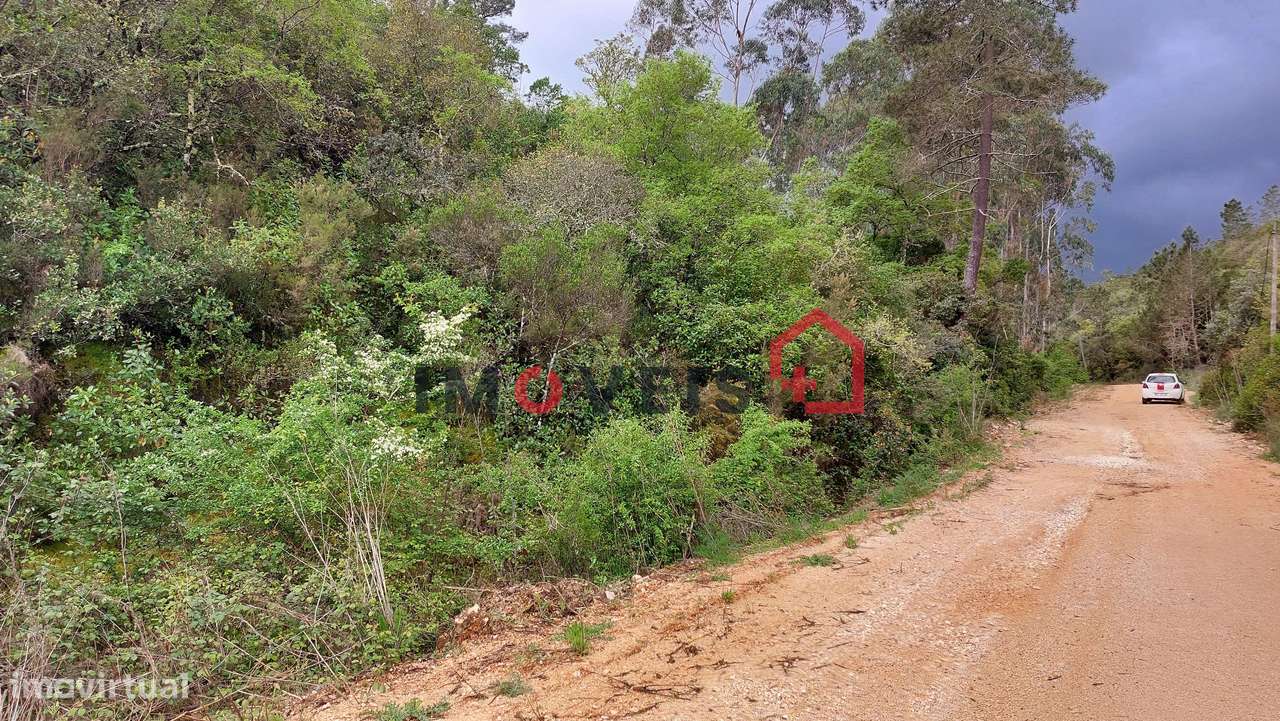 Terreno Agrícola com alguma árvores de fruto - Grande imagem: 3/5