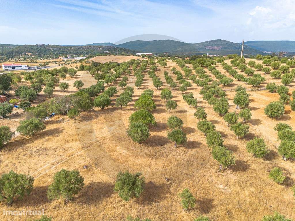Terreno com potencial construtivo em Alcanena-7