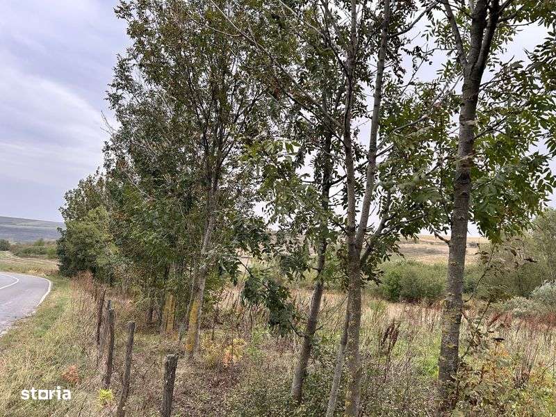 Teren de Vanzare - Imagine principală: 5/6
