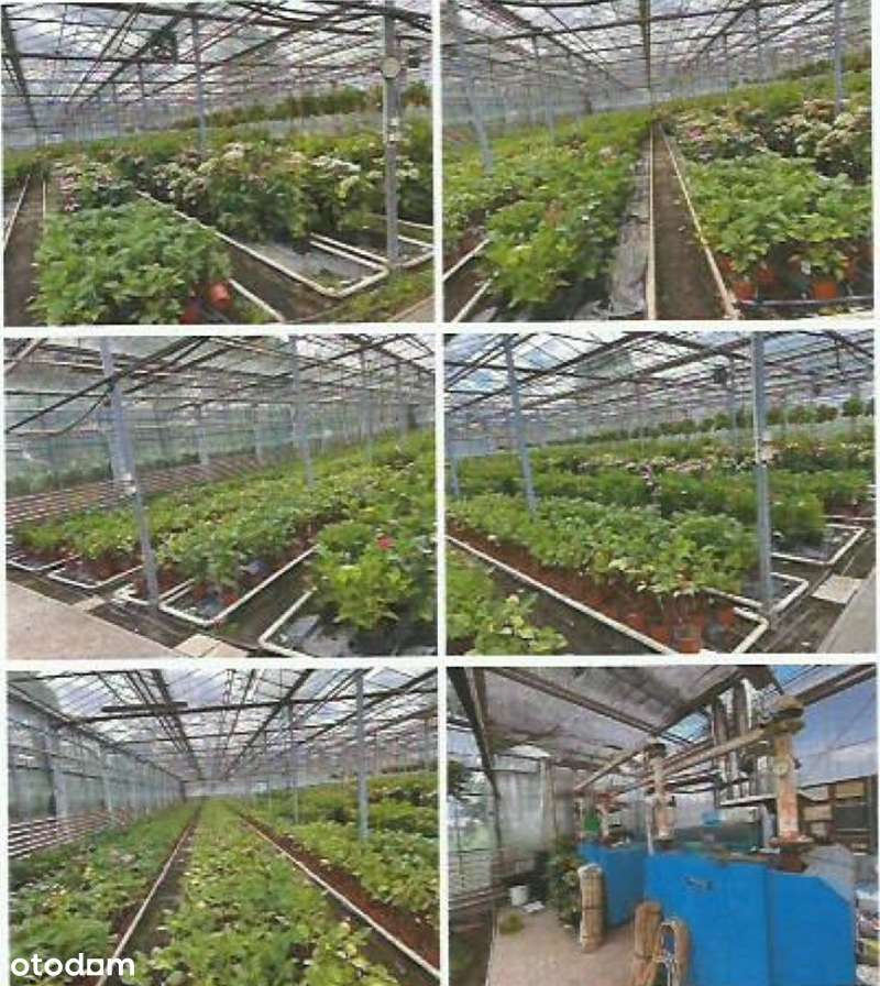 Dom działka szklarnia Święciechowa Leszno LICYTACJA-6