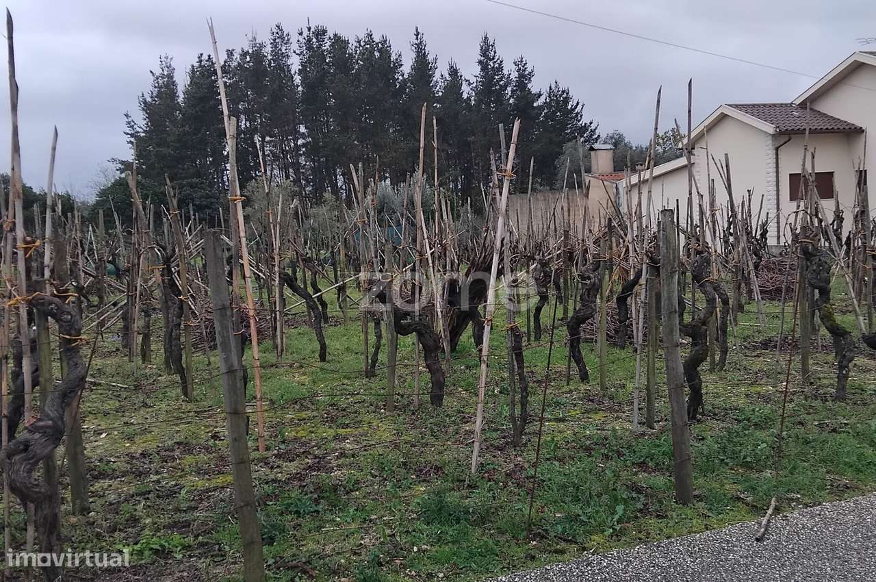 Terreno Urbanizável com 770m2 em Paredes do Bairro - Anadia - Grande imagem: 4/15