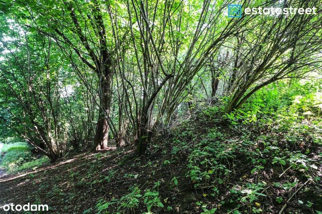 Niezwykła działka budowlana z własnym lasem - Pełny obrazek: 5/20