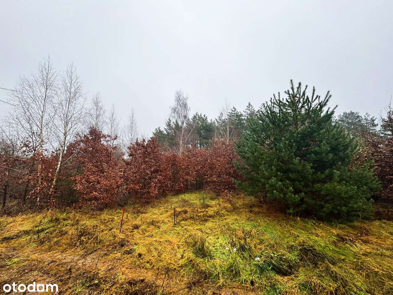 Działka w Bydgoszczy ze ścianą lasku - Pełny obrazek: 4/8