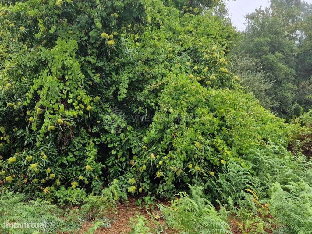 Casa de Campo c/ Terreno - Sertã - Grande imagem: 5/29