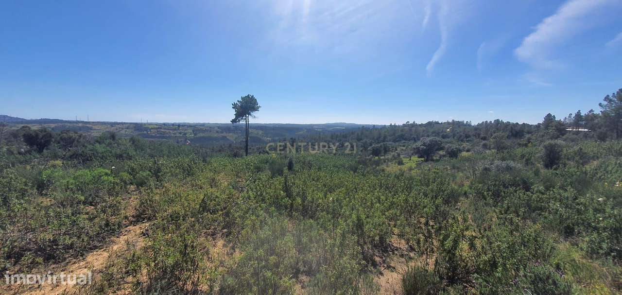 Terreno rústico com 11000m2 em Palvarinho, Castelo Branco - Grande imagem: 4/6