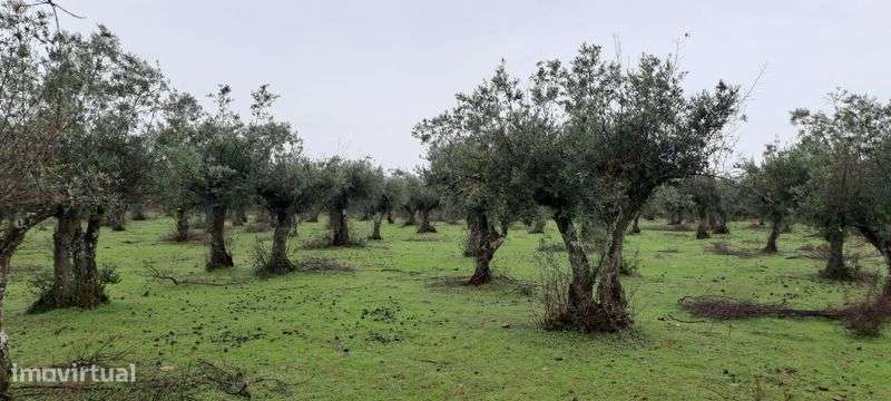 Olival tradicional a produzir boa azeitonas para azeite Alentejano - Grande imagem: 5/6