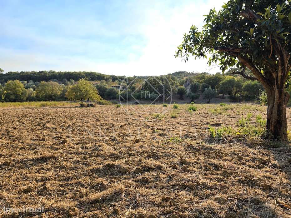 Terreno Misto  Venda em Torres Novas (São Pedro), Lapas e Ribeira Bran-13