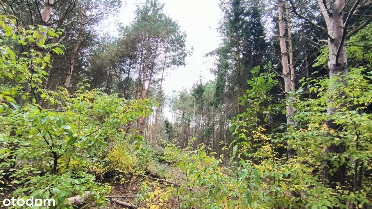 Okolice Zalewu Grzymek .-4