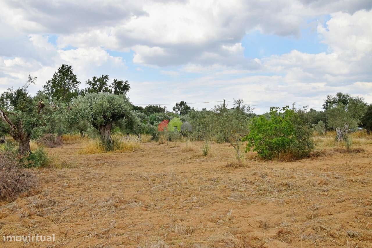 Terreno Rústico com olival tradicional - Grande imagem: 5/21