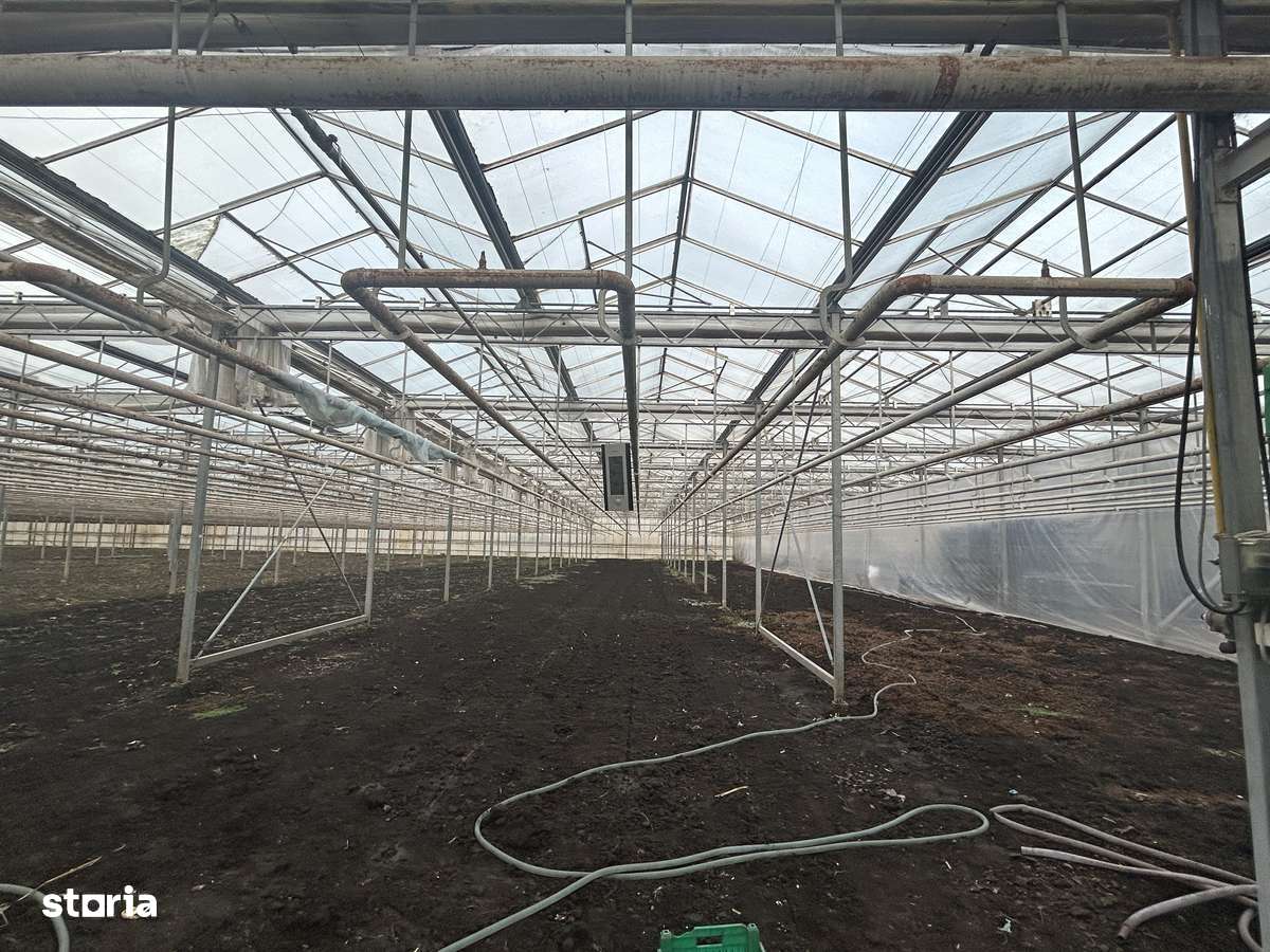 O afacere de succes în horticultură cu seră în Lehliu Gara - Imagine principală: 5/15