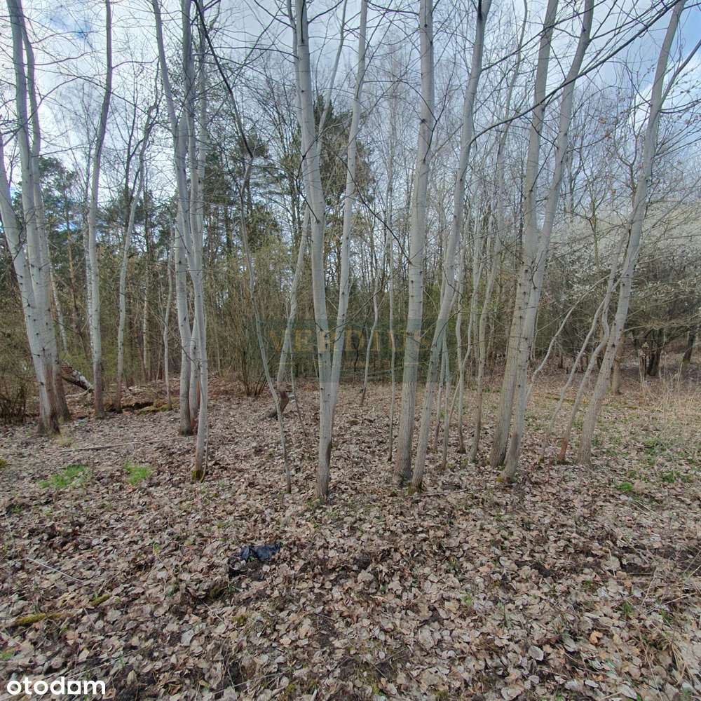 Budowlana 3364m2, 61x54m, las-3