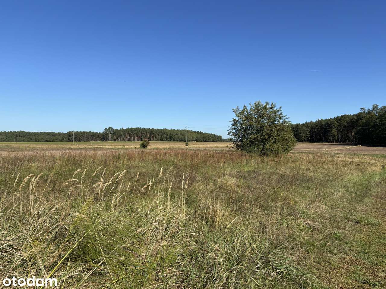 Działka leśna 2,35 ha, Kaszczor, pow. wolsztyński-11