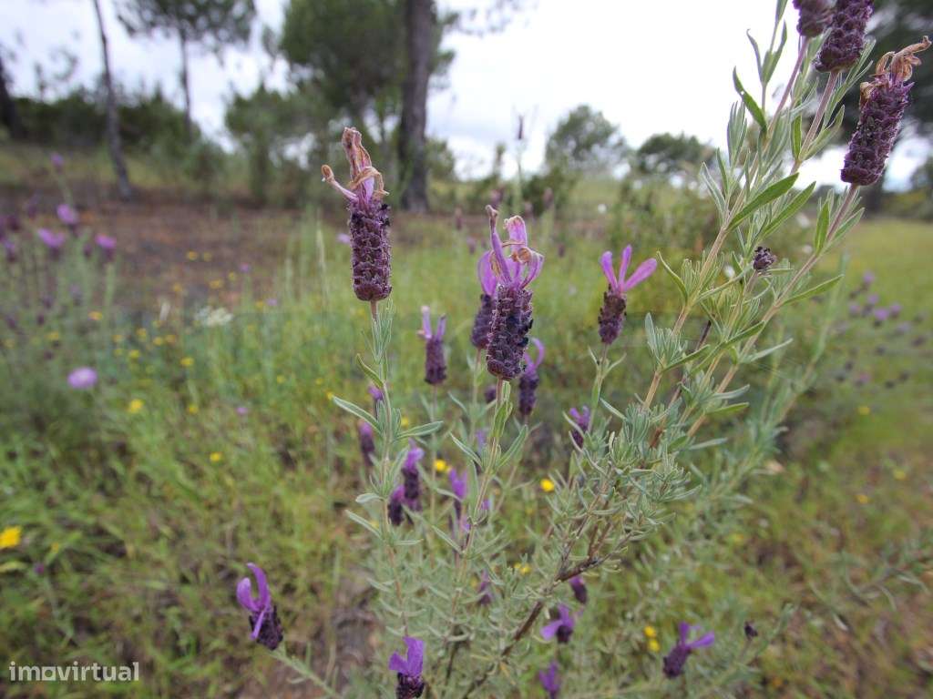 Terreno Rústico com mais de 3.9 hectares no Azinhal, Castro Marim! - Grande imagem: 2/10