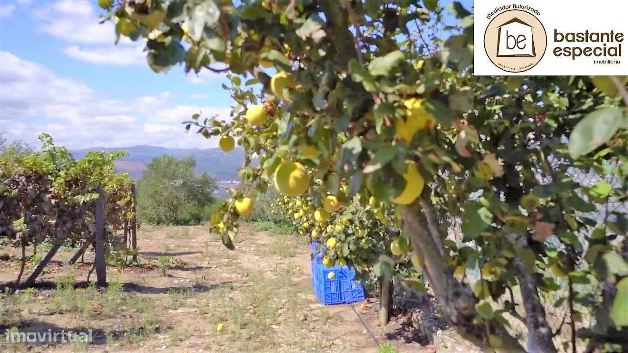 Quinta no Alto Douro Vinhateiro - Lamego com 7 ha (hectares)-18