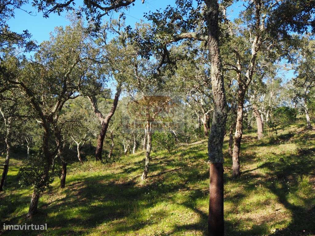 Terreno com montado de sobro - São Francisco da Serra - Grande imagem: 2/8