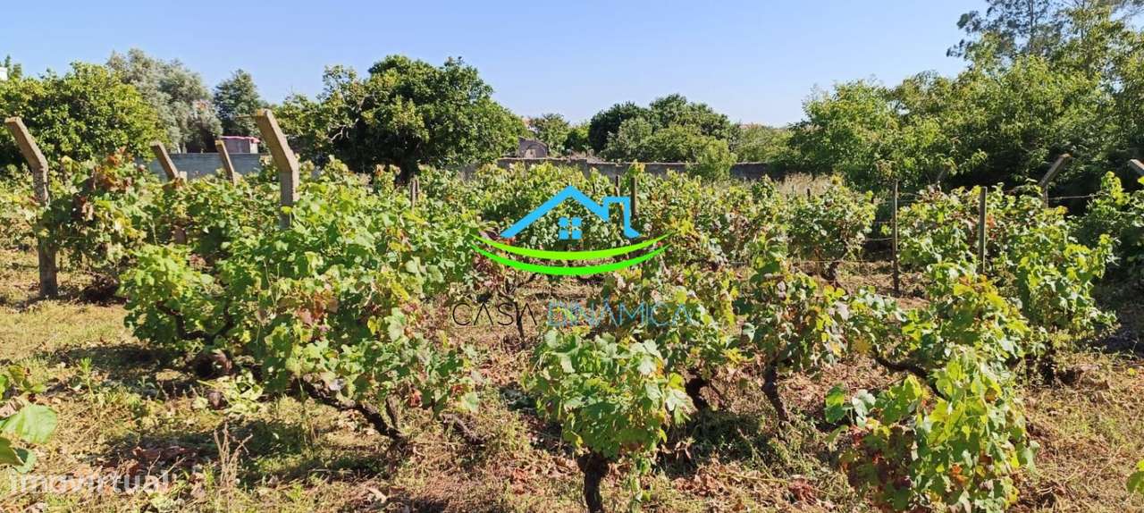 Terreno no Paião com viabilidade de construção - Grande imagem: 4/20