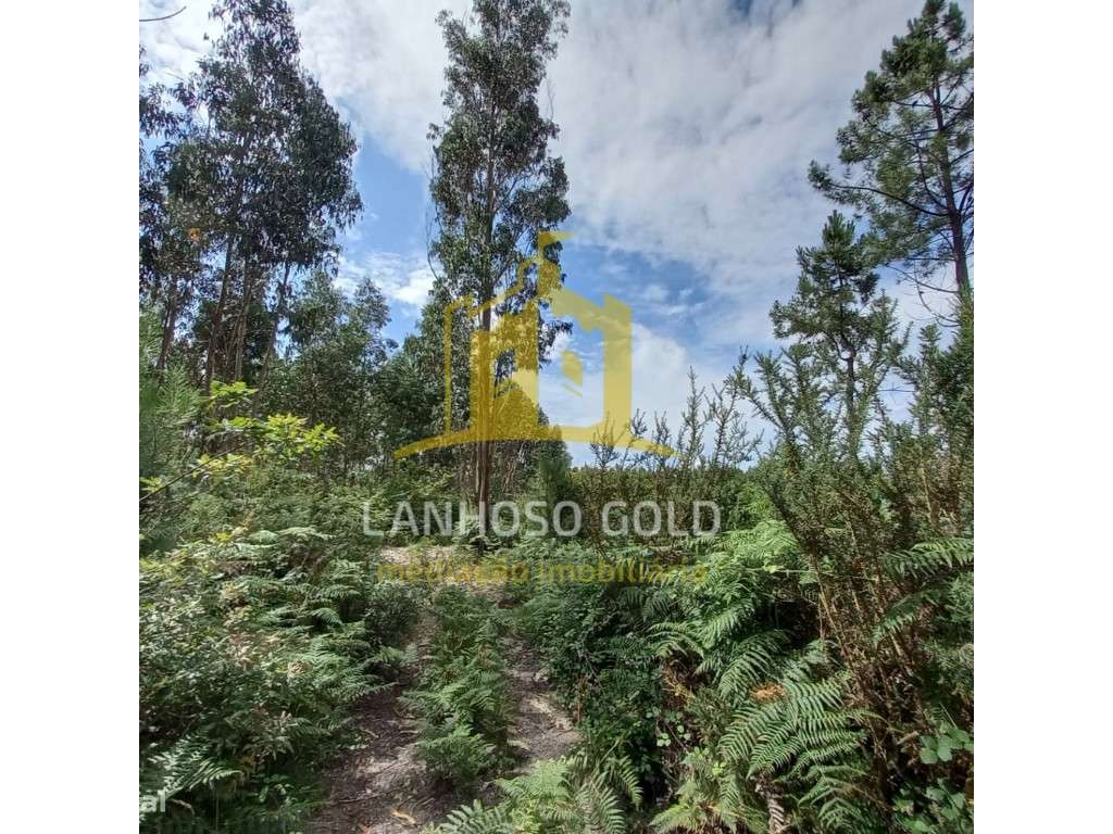 Bouça - Grande imagem: 2/8