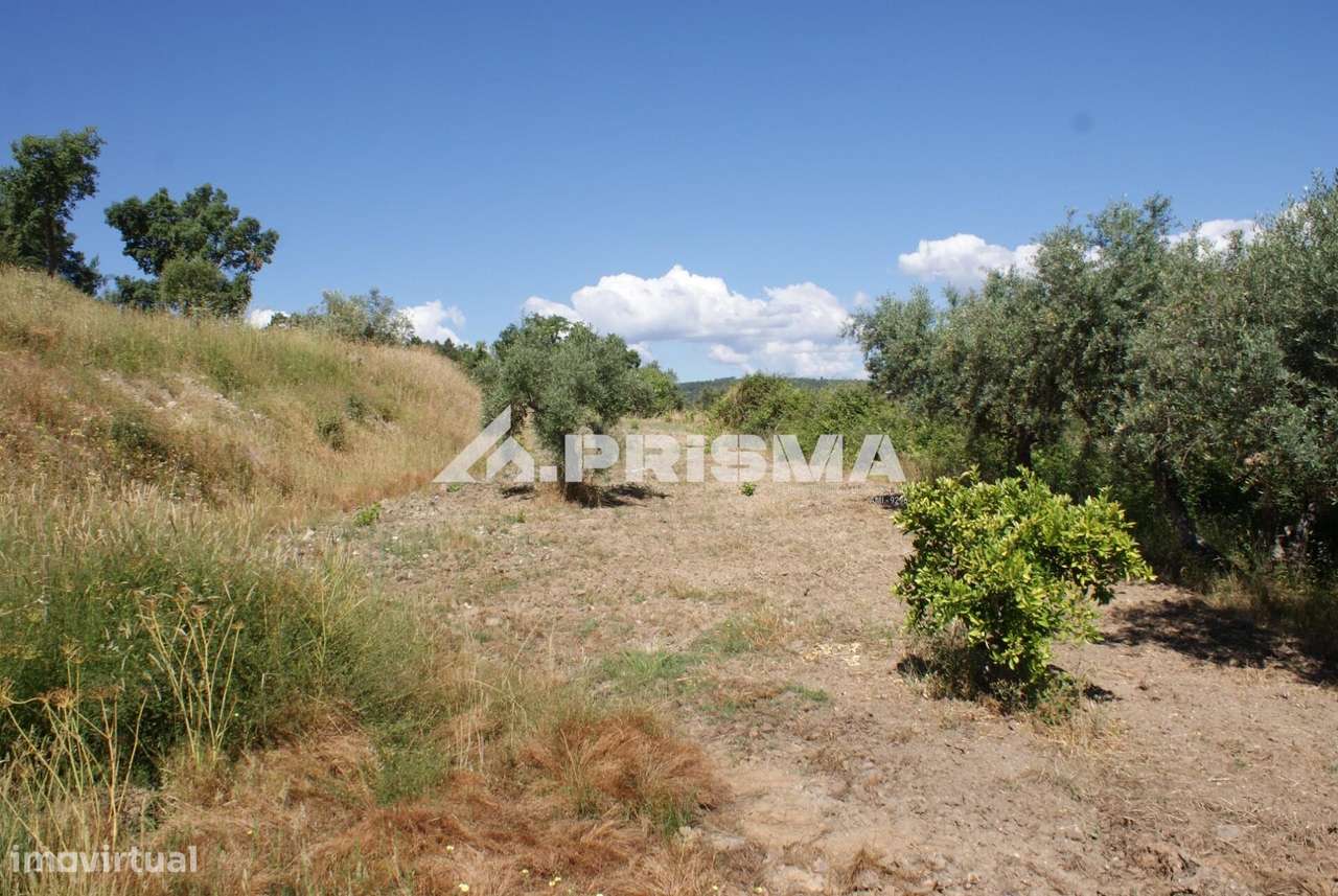 Excelente terreno agrícola para venda em Cabeço do Infante, Sarzedas - Grande imagem: 3/29