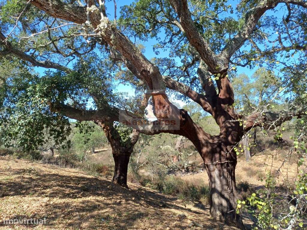 Propriedade com 73 ha com várias ruínas para recuperar a 20 minutos... - Grande imagem: 4/10