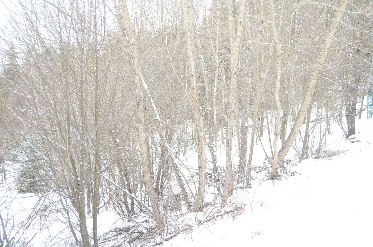 Teren intravilan situat in Predeal-9