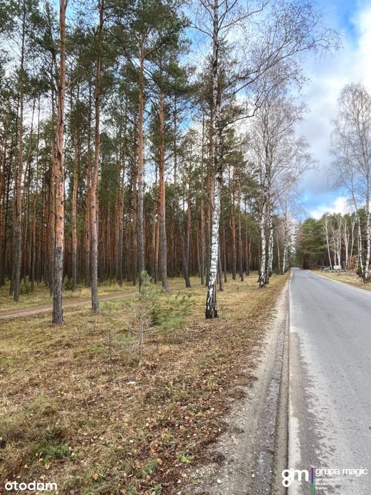 Działki przy lesie, z Wz, Sąsieczno - Pełny obrazek: 4/17