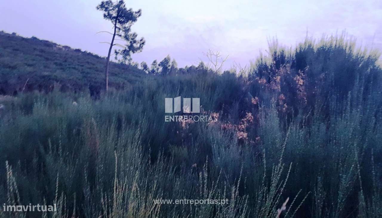 Venda Terreno, Várzea de Ovelha e Aliviada, Marco de Canaveses - Grande imagem: 5/10