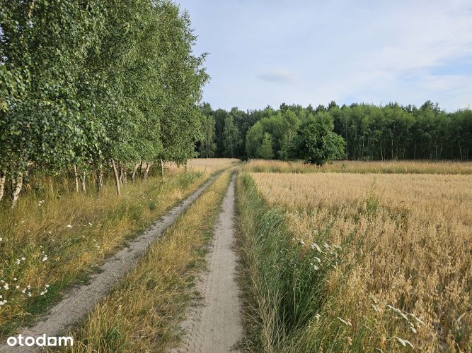 Sprzedam Działkę Jezierzyce powiat Leszno