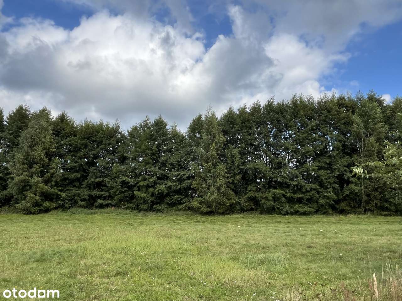 Działki o różnych metrażach w lesie dogodny dojazd Września - Pełny obrazek: 4/15
