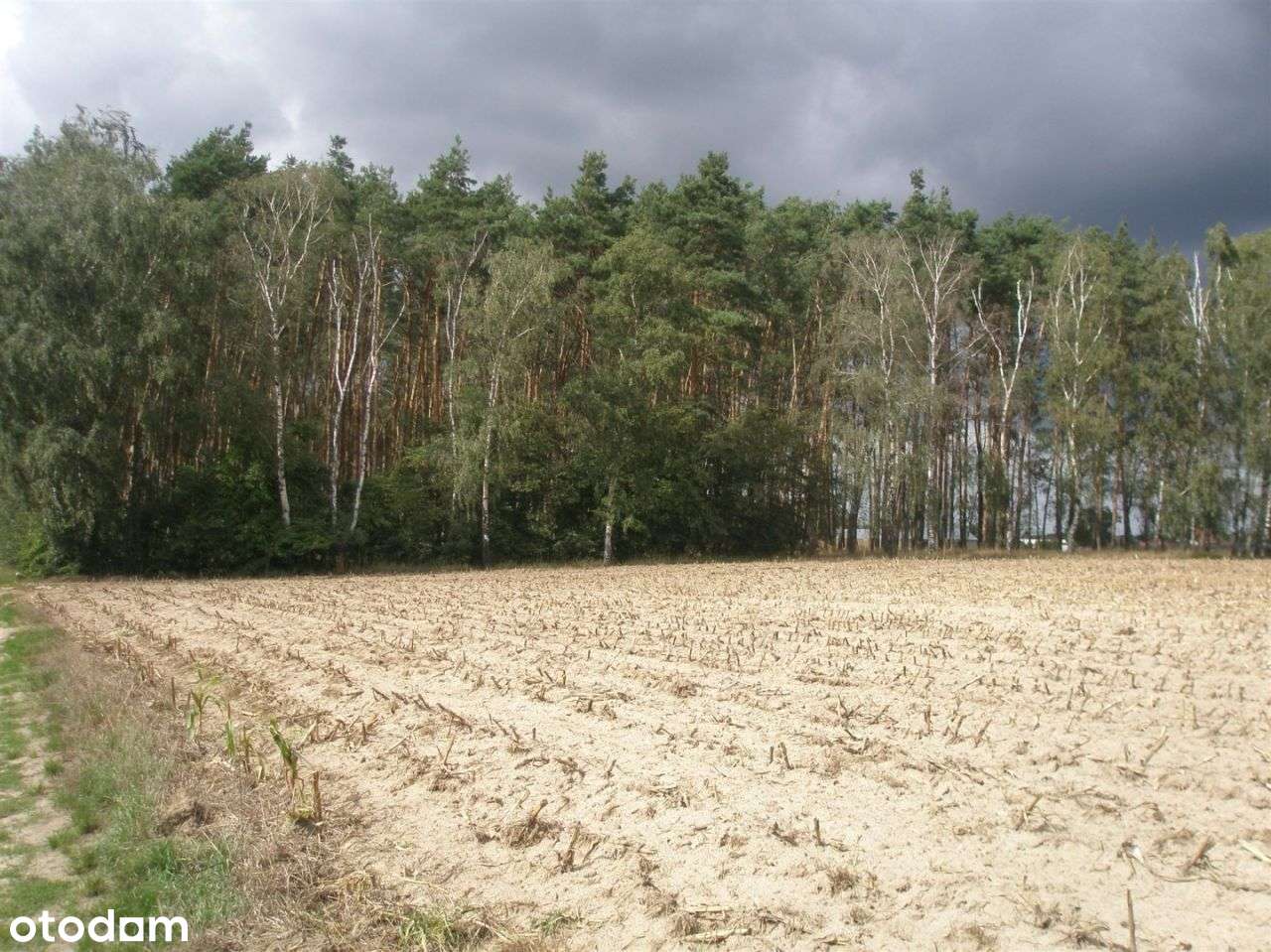 Atrakcyjne działki w Sepnie koło Zielątkowa-3