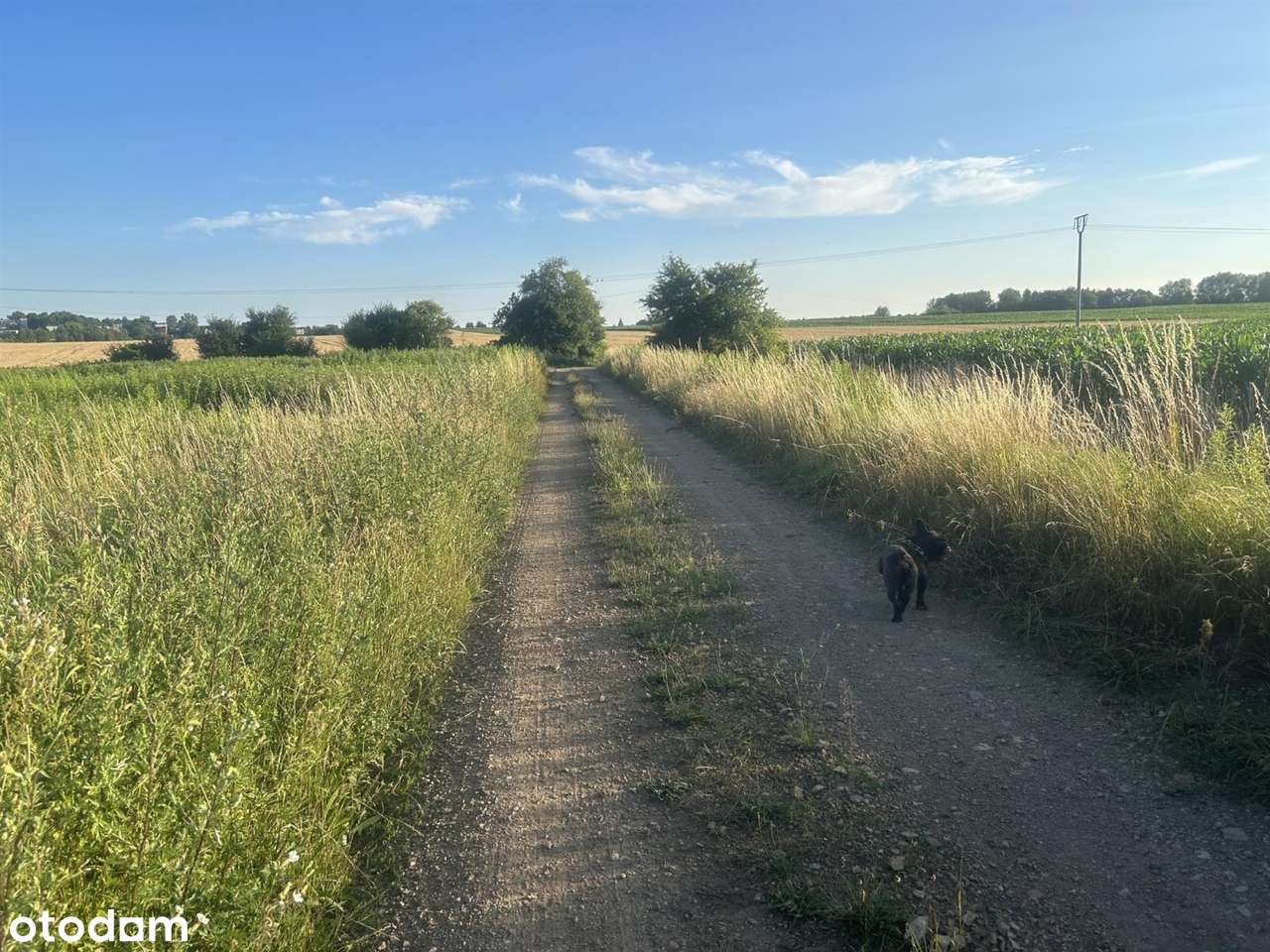 Działka na sprzedaż - Pełny obrazek: 4/6